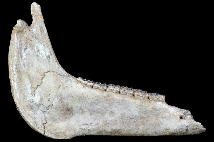 Fossil Horse Jaw - Pleistocene, Germany #87470